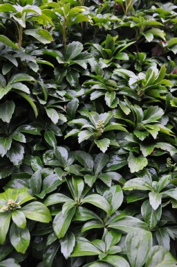 Pachysandra terminal Pachysandra terminalis 5-10 Pot 9x9 cm (P9)