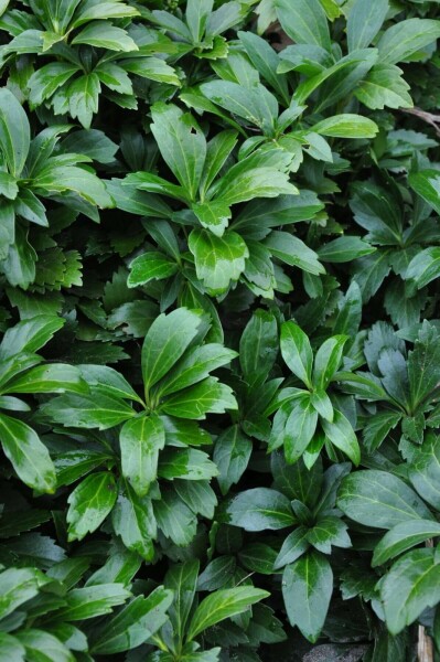 Pachysandra terminal Pachysandra terminalis 'Green Carpet' 5-10 Pot 9x9 cm (P9) Pachysandra terminalis 'Green Carpet'