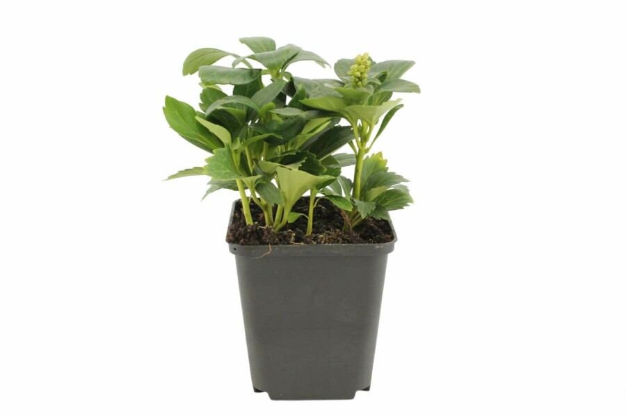 Pachysandra terminal Pachysandra terminalis 'Green Carpet' 5-10 Pot 9x9 cm (P9) Pachysandra terminalis 'Green Carpet'