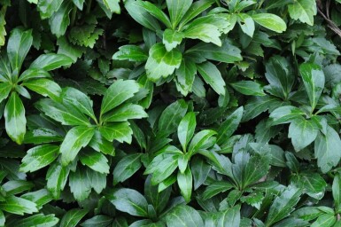 Pachysandra terminal Pachysandra terminalis 'Green Carpet' 5-10 Pot 9x9 cm (P9) Pachysandra terminalis 'Green Carpet'