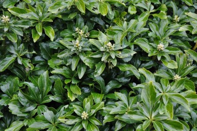 Pachysandra terminal Pachysandra terminalis 'Green Sheen' 15-20 Pot 3 l (C3) Pachysandra terminalis 'Green Sheen'