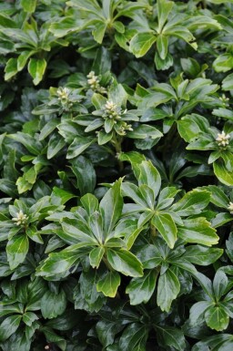 Pachysandra terminal Pachysandra terminalis 'Green Sheen' 15-20 Pot 3 l (C3) Pachysandra terminalis 'Green Sheen'