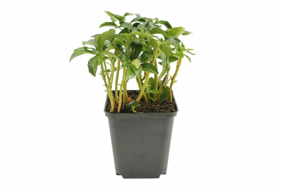 Pachysandra terminal Pachysandra terminalis 'Green Sheen' 5-10 Pot 9x9 cm (P9) Pachysandra terminalis 'Green Sheen'