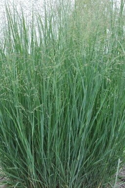 Panic en baguette Panicum virgatum 'Heavy Metal' 10-15 Pot 2 l (C2) Panicum virgatum 'Heavy Metal'