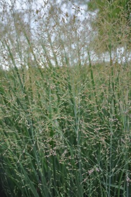 Panic en baguette Panicum virgatum 'Heavy Metal' 10-15 Pot 2 l (C2) Panicum virgatum 'Heavy Metal'