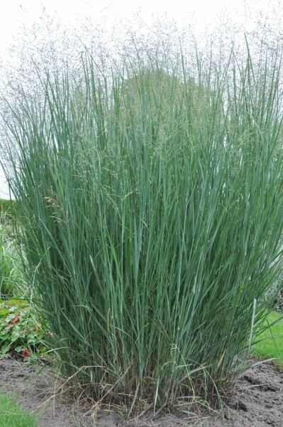 Panicum virgatum 'Heavy Metal'