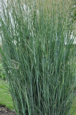 Panic en baguette Panicum virgatum 'Heavy Metal' 5-10 Pot 9x9 cm (P9)