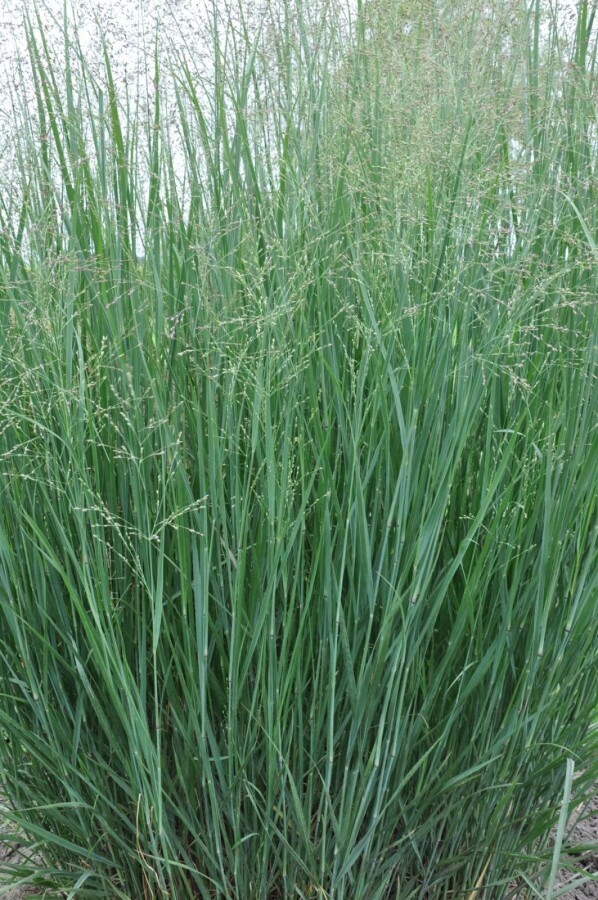 Panic en baguette Panicum virgatum 'Heavy Metal' 5-10 Pot 9x9 cm (P9) Panicum virgatum 'Heavy Metal'