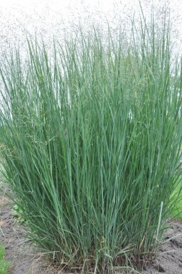 Panic en baguette Panicum virgatum 'Heavy Metal' 5-10 Pot 9x9 cm (P9) Panicum virgatum 'Heavy Metal'