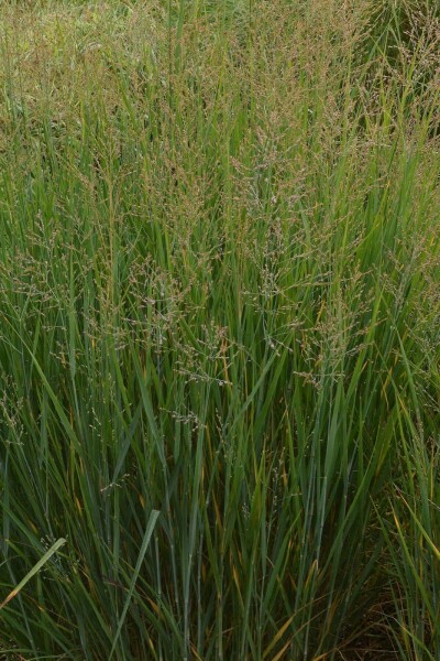Panic en baguette Panicum virgatum 'Prairy Sky' 5-10 Pot 9x9 cm (P9) Panicum virgatum 'Prairy Sky'