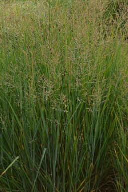 Panic en baguette Panicum virgatum 'Prairy Sky' 5-10 Pot 9x9 cm (P9)