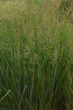 Panic en baguette Panicum virgatum 'Prairy Sky' 5-10 Pot 9x9 cm (P9) Panicum virgatum 'Prairy Sky'