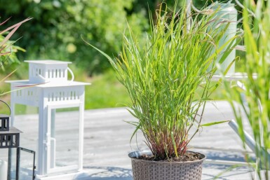 Panic en baguette Panicum virgatum 'Rehbraun' 5-10 Pot 9x9 cm (P9)