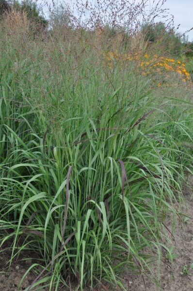 Panic en baguette Panicum virgatum 'Shenandoah' 5-10 Pot 9x9 cm (P9) Panicum virgatum 'Shenandoah'