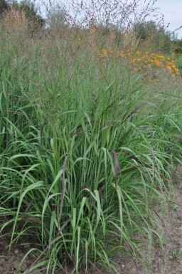 Panicum virgatum 'Shenandoah'