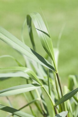 Panic en baguette Panicum virgatum 'Squaw' 5-10 Pot 9x9 cm (P9)