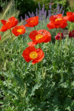 Pavot nudicaule Papaver nudicaule 'Matador' 5-10 Pot 9x9 cm (P9) Papaver nudicaule 'Matador'