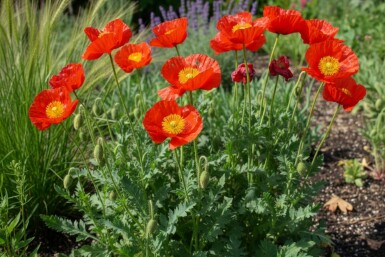Pavot nudicaule Papaver nudicaule 'Matador' 5-10 Pot 9x9 cm (P9) Papaver nudicaule 'Matador'