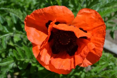 Pavot d'Orient Papaver orientale 'Allegro' 5-10 Pot 9x9 cm (P9)