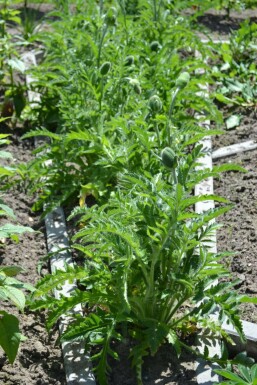 Pavot d'Orient Papaver orientale 'Allegro' 5-10 Pot 9x9 cm (P9)