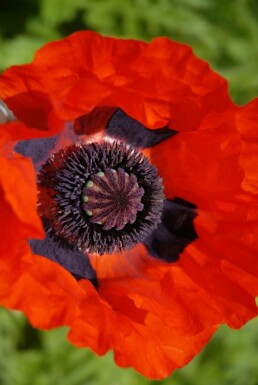 Pavot d'Orient Papaver orientale 'Brilliant' 5-10 Pot 9x9 cm (P9)