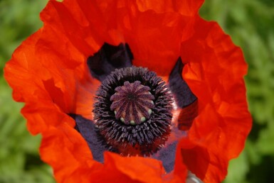 Pavot d'Orient Papaver orientale 'Brilliant' 5-10 Pot 9x9 cm (P9) Papaver orientale 'Brilliant'