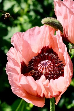 Pavot d'Orient Papaver orientale 'Princess Victoria Louise' 5-10 Pot 9x9 cm (P9) Papaver orientale 'Princess Victoria Louise'