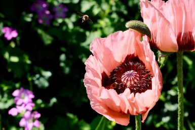 Pavot d'Orient Papaver orientale 'Princess Victoria Louise' 5-10 Pot 9x9 cm (P9)