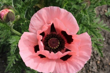 Pavot d'Orient Papaver orientale 'Princess Victoria Louise' 5-10 Pot 9x9 cm (P9)