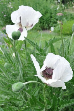 Pavot d'Orient Papaver orientale 'Royal Wedding' 5-10 Pot 9x9 cm (P9)