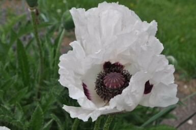 Pavot d'Orient Papaver orientale 'Royal Wedding' 5-10 Pot 9x9 cm (P9)