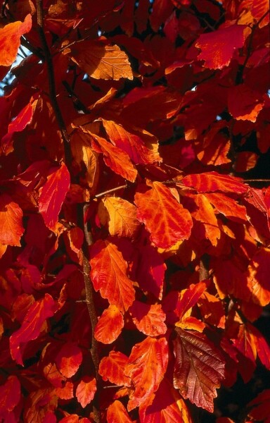 Parrotia persica C3 60-80