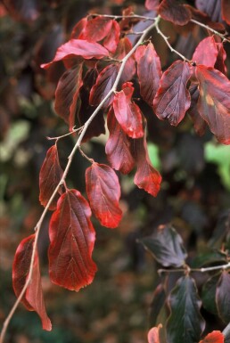 Parrotia persica C3 60-80