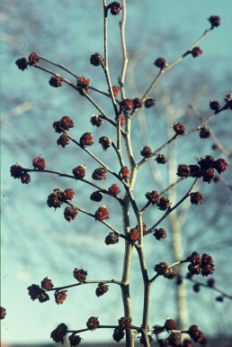 Arbre de fer Parrotia persica Arbuste 60-80 Pot 3 l (C3)
