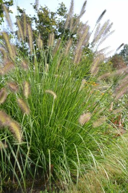 Cenchrus faux vulpin Pennisetum alopecuroides 5-10 Pot 9x9 cm (P9) Pennisetum alopecuroides
