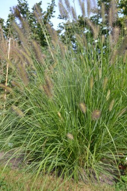 Cenchrus faux vulpin Pennisetum alopecuroides 5-10 Pot 9x9 cm (P9)