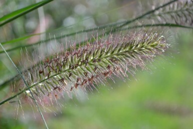 Cenchrus faux vulpin Pennisetum alopecuroides 5-10 Pot 9x9 cm (P9)