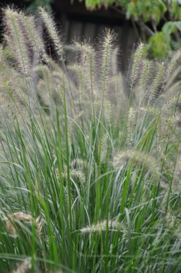 Cenchrus faux vulpin Pennisetum alopecuroides 'Hameln' 5-10 Pot 9x9 cm (P9) Pennisetum alopecuroides 'Hameln'