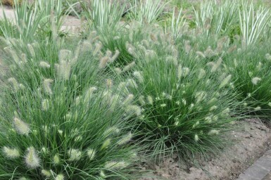 Cenchrus faux vulpin Pennisetum alopecuroides 'Little Bunny' 10-15 Pot 2 l (C2) Pennisetum alopecuroides 'Little Bunny'