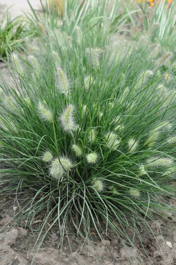 Cenchrus faux vulpin Pennisetum alopecuroides 'Little Bunny' 10-15 Pot 2 l (C2) Pennisetum alopecuroides 'Little Bunny'