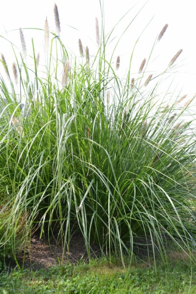 Cenchrus faux vulpin Pennisetum alopecuroides 'Magic' 5-10 Pot 9x9 cm (P9) Pennisetum alopecuroides 'Magic'
