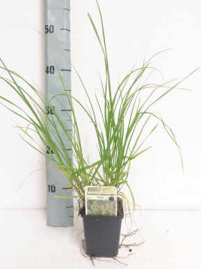 Cenchrus faux vulpin Pennisetum alopecuroides 'Magic' 5-10 Pot 9x9 cm (P9)