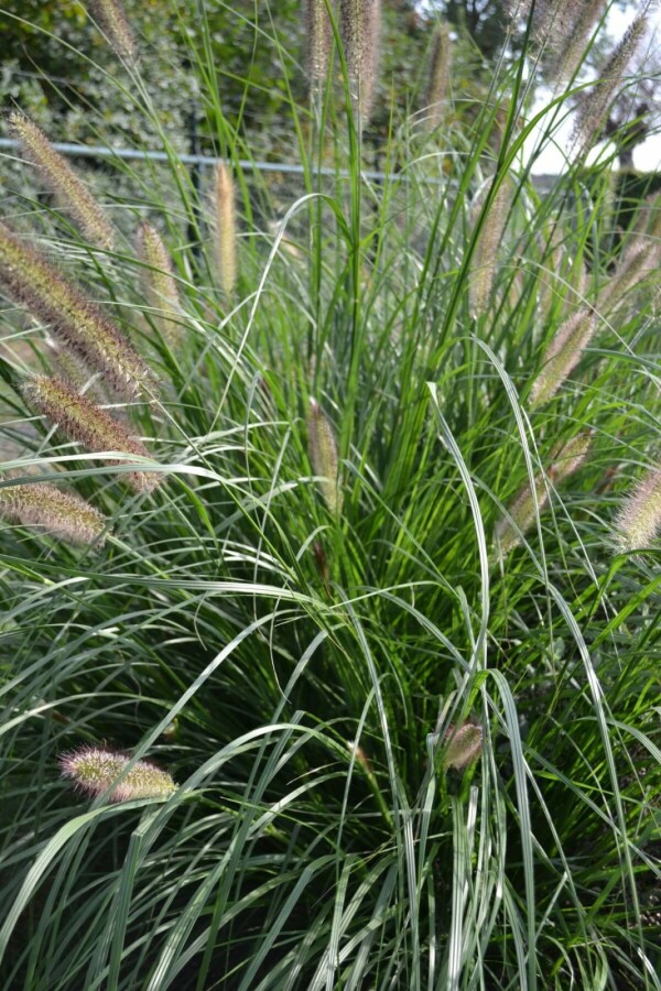 Cenchrus faux vulpin Pennisetum alopecuroides 'Magic' 5-10 Pot 9x9 cm (P9) Pennisetum alopecuroides 'Magic'