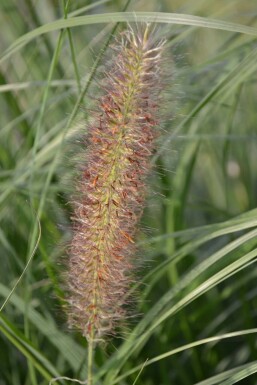 Cenchrus faux vulpin Pennisetum alopecuroides 'Magic' 5-10 Pot 9x9 cm (P9)