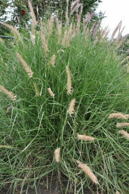 Cenchrus oriental Pennisetum orientale 5-10 Pot 9x9 cm (P9)