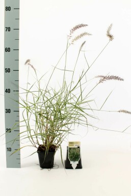 Cenchrus oriental Pennisetum orientale 5-10 Pot 9x9 cm (P9)