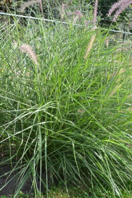 Cenchrus oriental Pennisetum orientale 5-10 Pot 9x9 cm (P9)