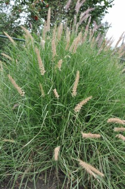 Cenchrus oriental Pennisetum orientale 5-10 Pot 9x9 cm (P9)