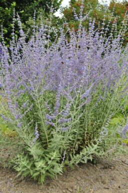 Pérovskia à feuilles d'arroche Perovskia atriplicifolia 'Blue Spire' 5-10 Pot 9x9 cm (P9)