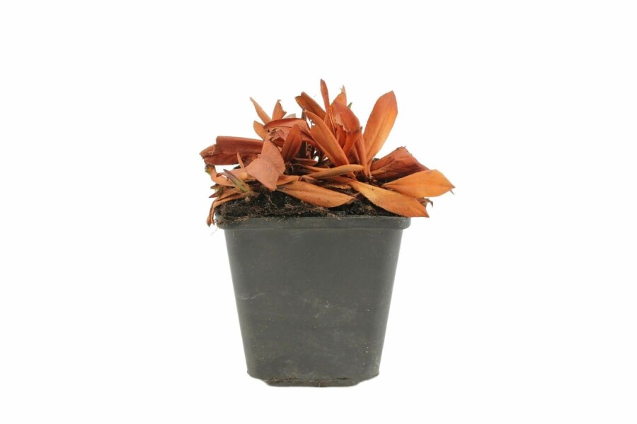 Bistorte affine Persicaria affinis 'Darjeeling Red' 5-10 Pot 9x9 cm (P9) Persicaria affinis 'Darjeeling Red'